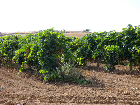 Vi&ntilde;as y vi&ntilde;edos en la zona de Navarra, la Uva a&uacute;n esta verde para ser vendimiada