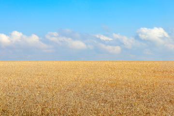 wheat field and blue sky with clouds