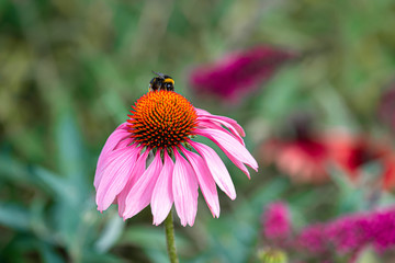 Green gardening. Blooming Echinacea flower, Echinacea purpurea, Purple flowers perennial plant