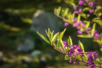 Refreshing summer in Kyoto,Japan