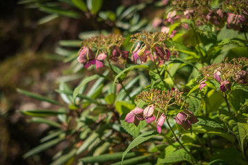 Obraz premium Refreshing summer in Kyoto,Japan