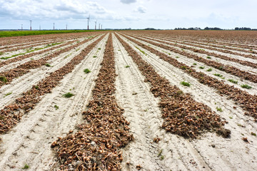 Harvested onions. Onions after harvest in line on an agricultural field under a cloudy grey sky and wind turbines on the horizon. Wide angle shot with perspective lines. 