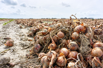 Harvested onions. Closeup of orange brown onions after harvest on an agricultural field under a cloudy grey sky.