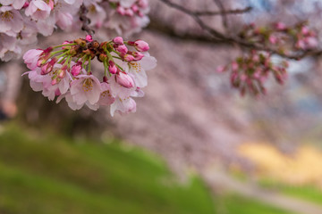 Refreshing summer in Kyoto,Japan