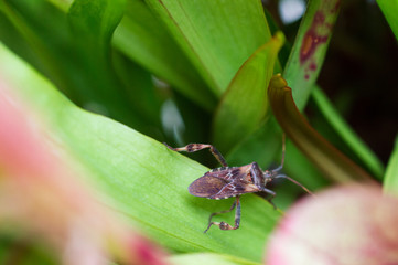 Brown insect