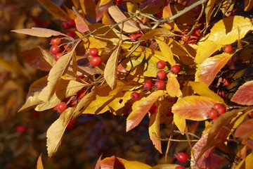 Weidenblättrige Zwergmispel (Cotoneaster salicifolius flococcus), Zweige mit roten Früchten im...