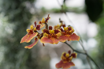 Red-yellow orchid
