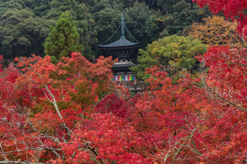 Fototapeta premium Refreshing autumn in Kyoto,Japan
