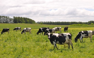 Cows inHokkaido in Japan