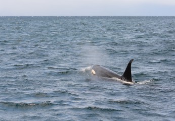 Fototapeta premium Orca in Japan