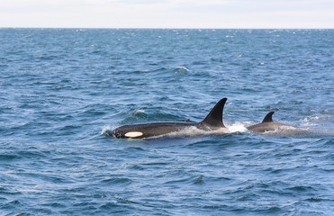 Orca in Japan