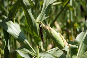 corn maize plant. corn cob isolated.