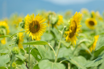 青空の下に咲く向日葵