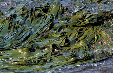 Algue géante, Macrocystis pyrifera, Iles Falkland, Iles Malouines