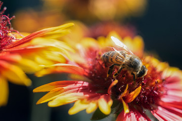 a bee on a beautiful flower collects nectar