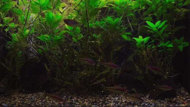 Flock of Puntius denisonii Fish Swim in Algae Aquarium