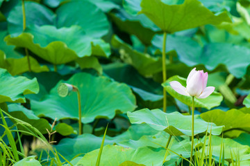 初夏に咲く大賀ハス(佐賀県)