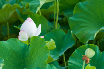 初夏に咲く大賀ハス(佐賀県)