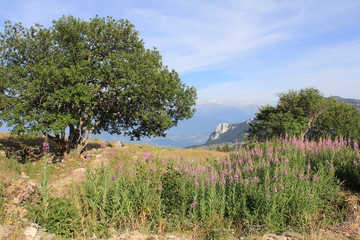 Le Vercors en été