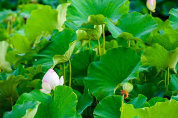 初夏に咲く大賀ハス(佐賀県)