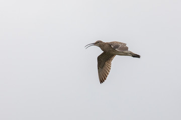 Courlis Corlieu, oiseau des iles féroé