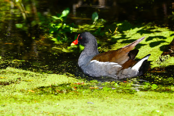 poule d'eau bec rouge