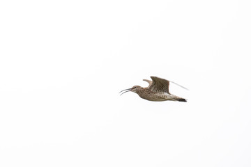 Courlis Corlieu, oiseau des iles féroé