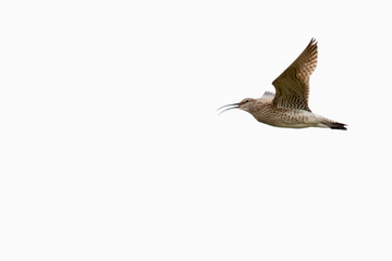 Courlis Corlieu, oiseau des iles féroé