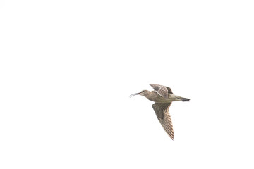 Courlis Corlieu, oiseau des iles féroé