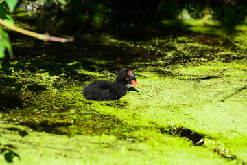 poule d'eau bec rouge juvénile