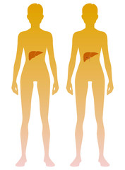 Woman silhouette with liver and gall bladder location on body. Illustration