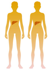 Woman silhouette with liver and gall bladder location on body. Illustration