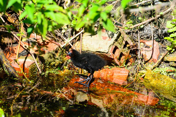 poule d'eau bec rouge juvénile