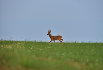 Roe deer walking on the meadow with green grass