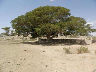 Eritrea, Africa - 05/10/2019: Travelling around the vilages near Asmara and Massawa. An amazing caption of the trees, mountains and some old typical houses with very hot climate in Eritrea.