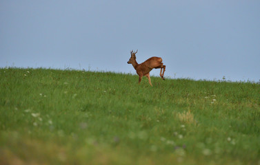 Roe deer walking on the meadow with green grass