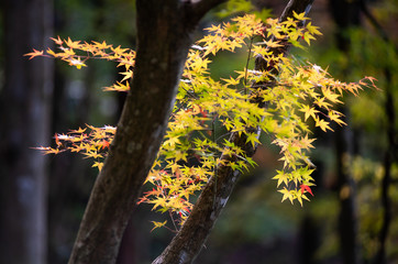 紅葉