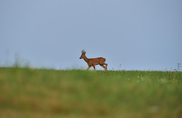 Roe deer walking on the meadow with green grass