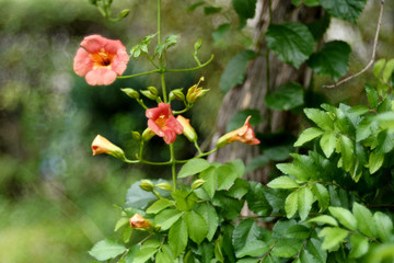 The meaning of this trumpet vine is that it is enough to criticize the sky. This is a precious flower only raised by the Korean nobility in old days.