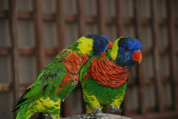 A pair of Rainbow Lorikeets (probably husband and wife)