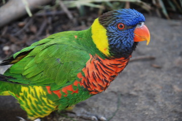 A lone Rainbow Lorikeet