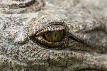 Crocodile eye in Crocodile Park, Uganda, Pearl of Africa