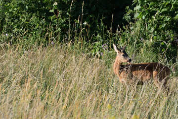 Roe buck walking hidden in the high grass close up