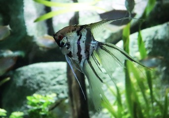 Angelfish