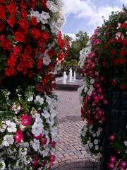 red flowers in karlstad