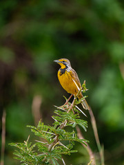 Eastern meadowlark bird in Uganda
