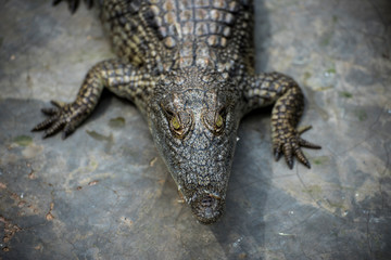 Young Crocodile starring camera in Crocodile Park, Uganda 