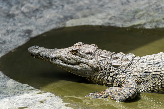 Young Crocodile resting in water in Crocodile Park, Uganda 