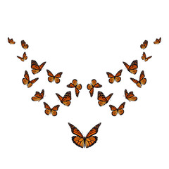 Beautiful monarch butterfly