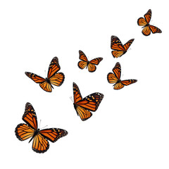Beautiful monarch butterfly - 284637547